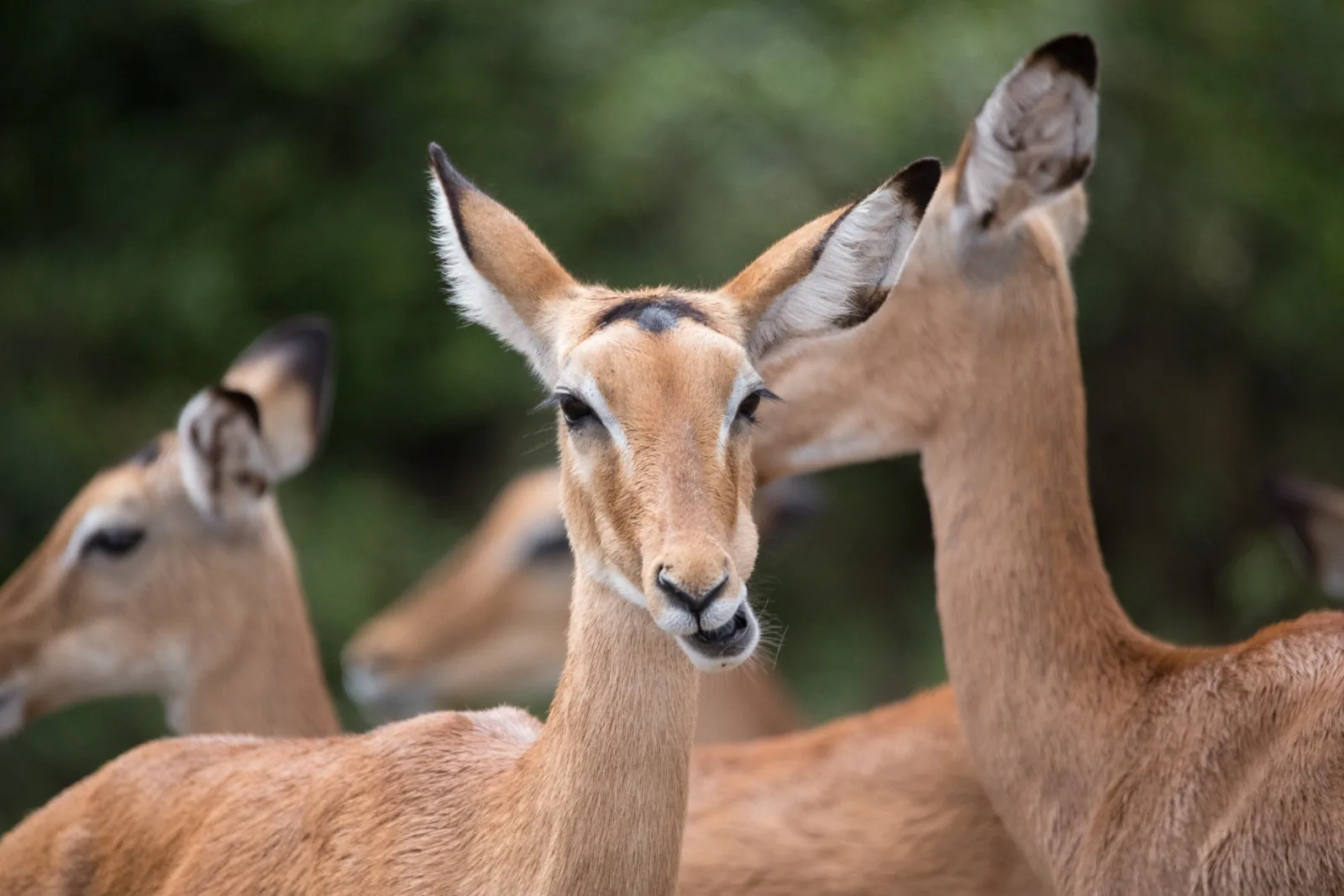 Arusha NP & Tarangire