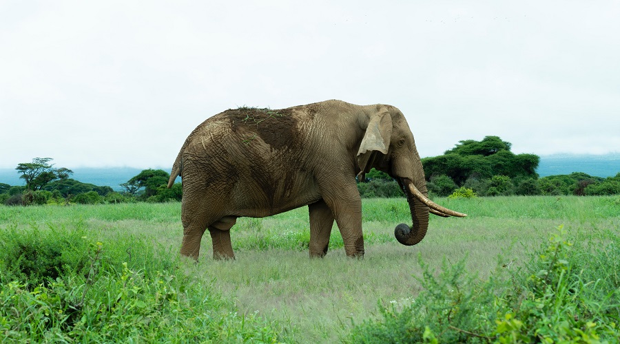 Tarangire elephant herd