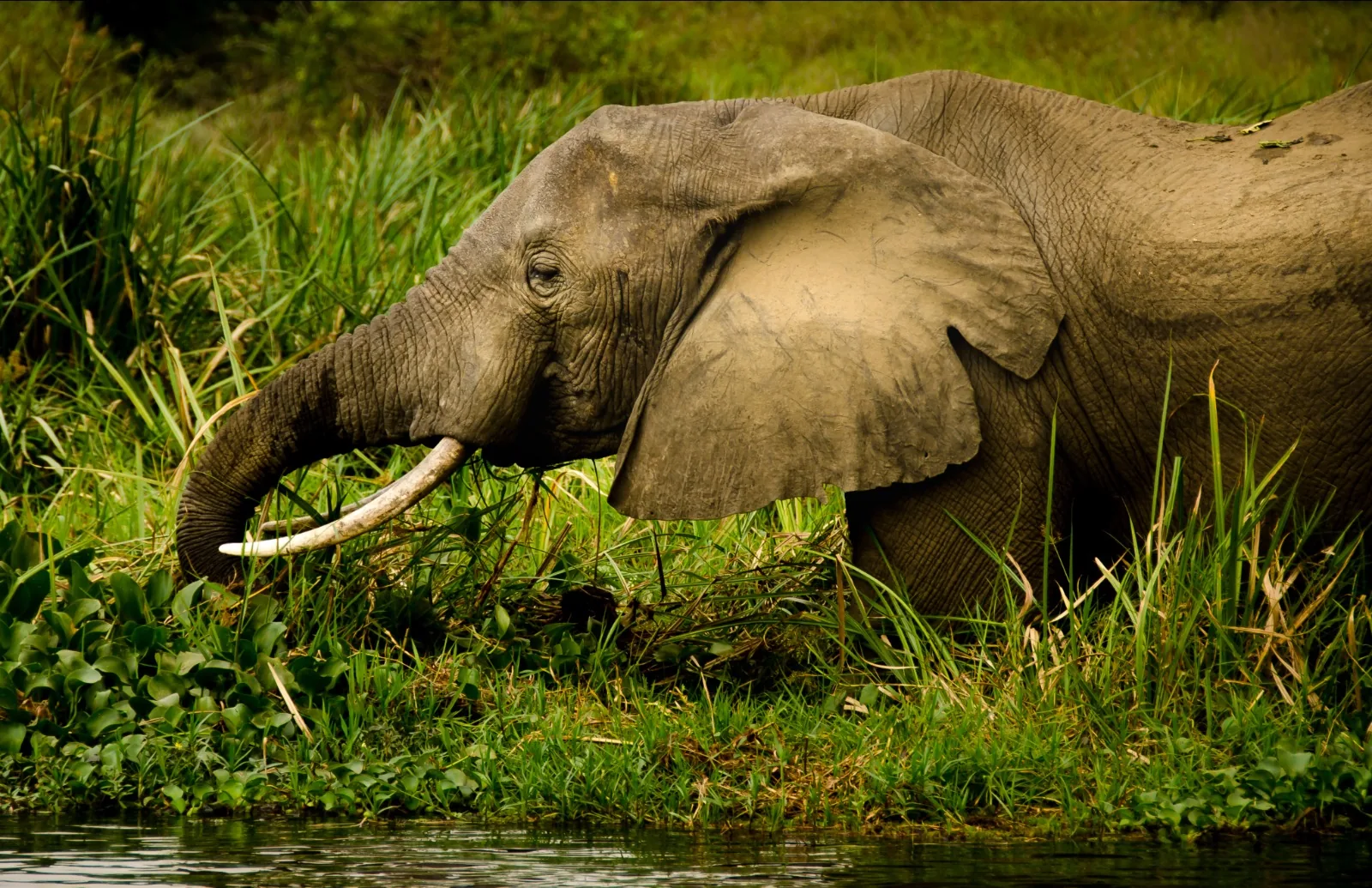 6-Day Ngorongoro Safari