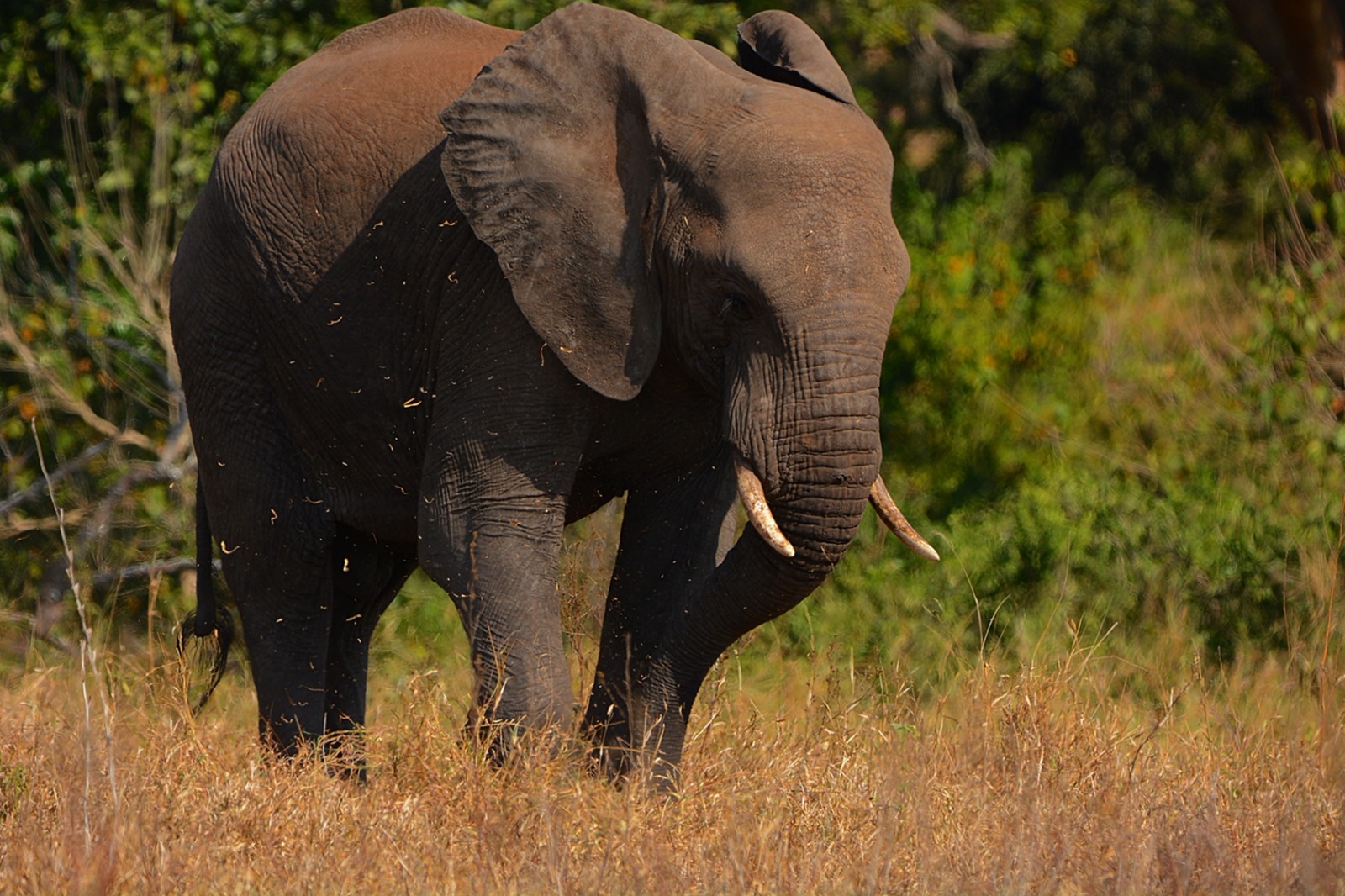 Ngorongoro Crater