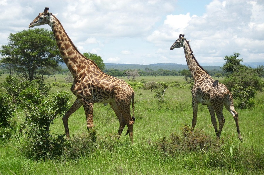 7 Days Great Migration Safari in Serengeti National Park