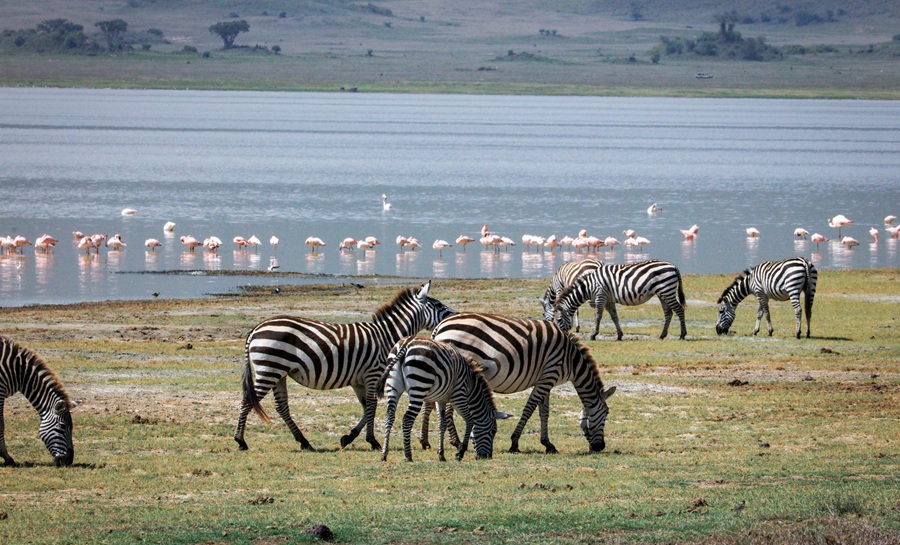 Tree-climbing lion in Lake Manyara National Park