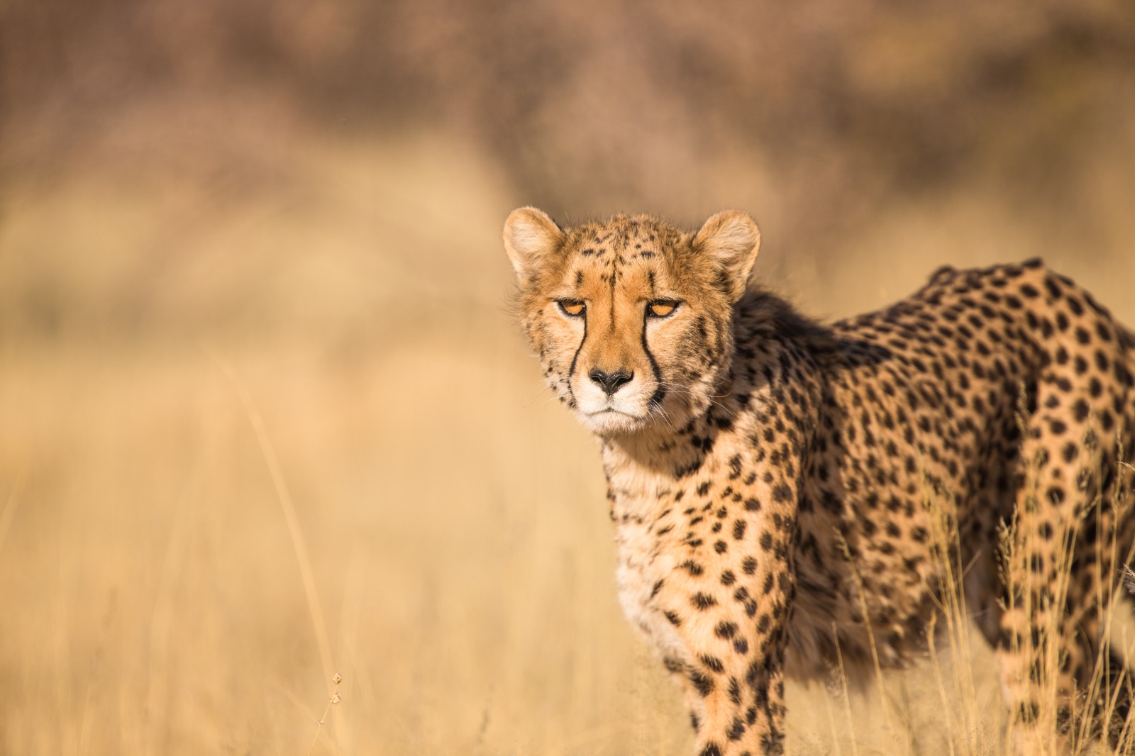 3 Days Serengeti and Ngorongoro Wildlife Safari