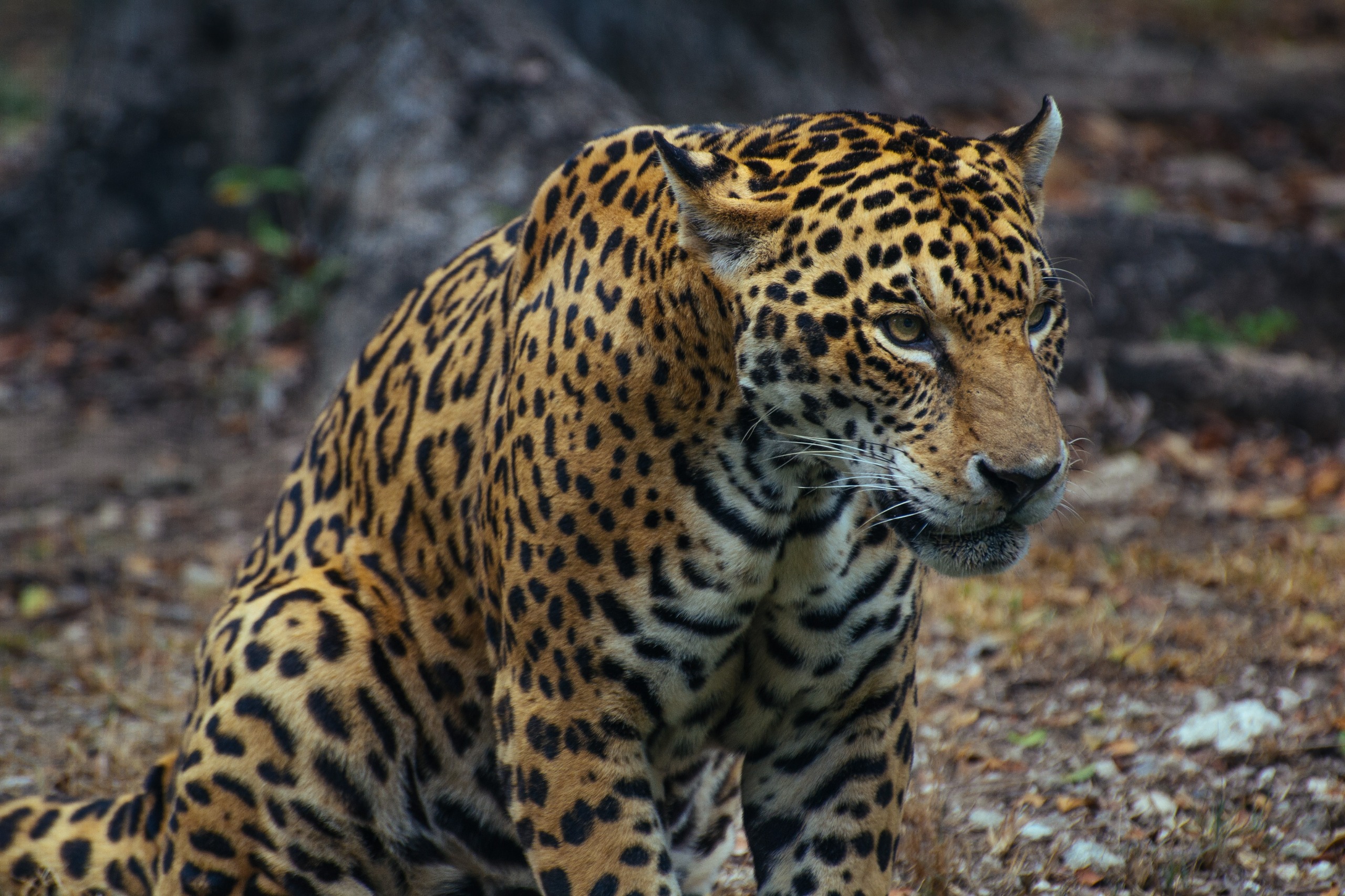 7-Day Ngorongoro Safari