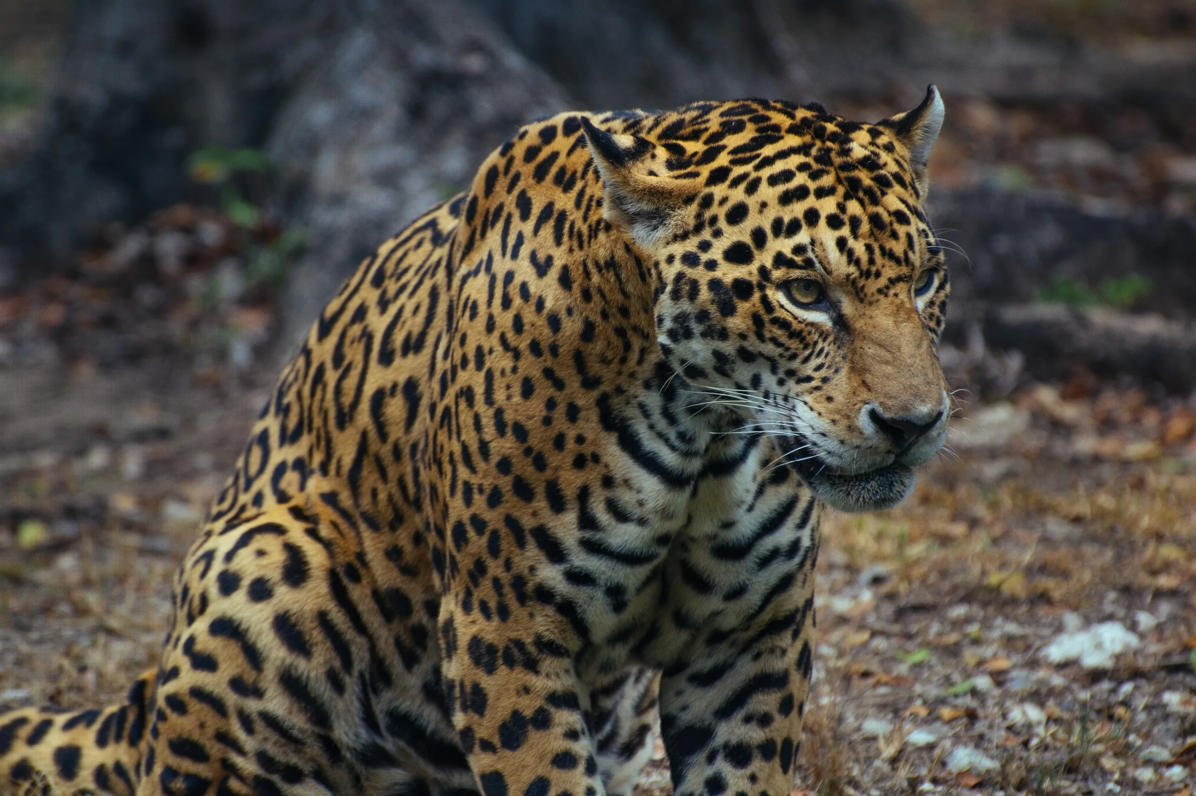 7-Day Ngorongoro Safari