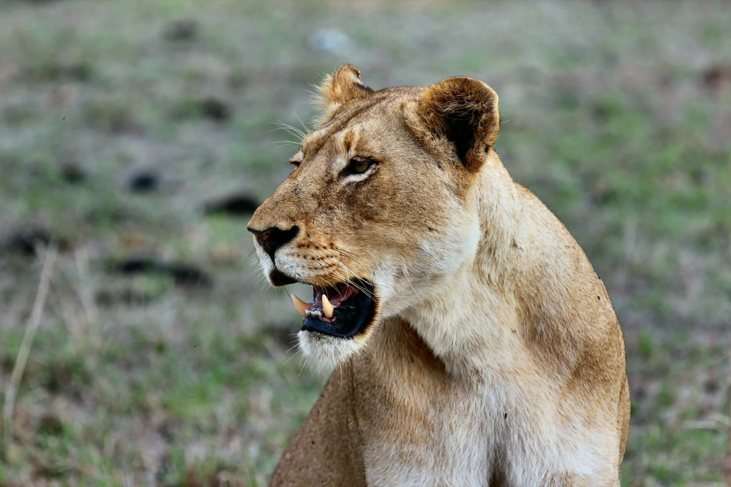 Serengeti lion