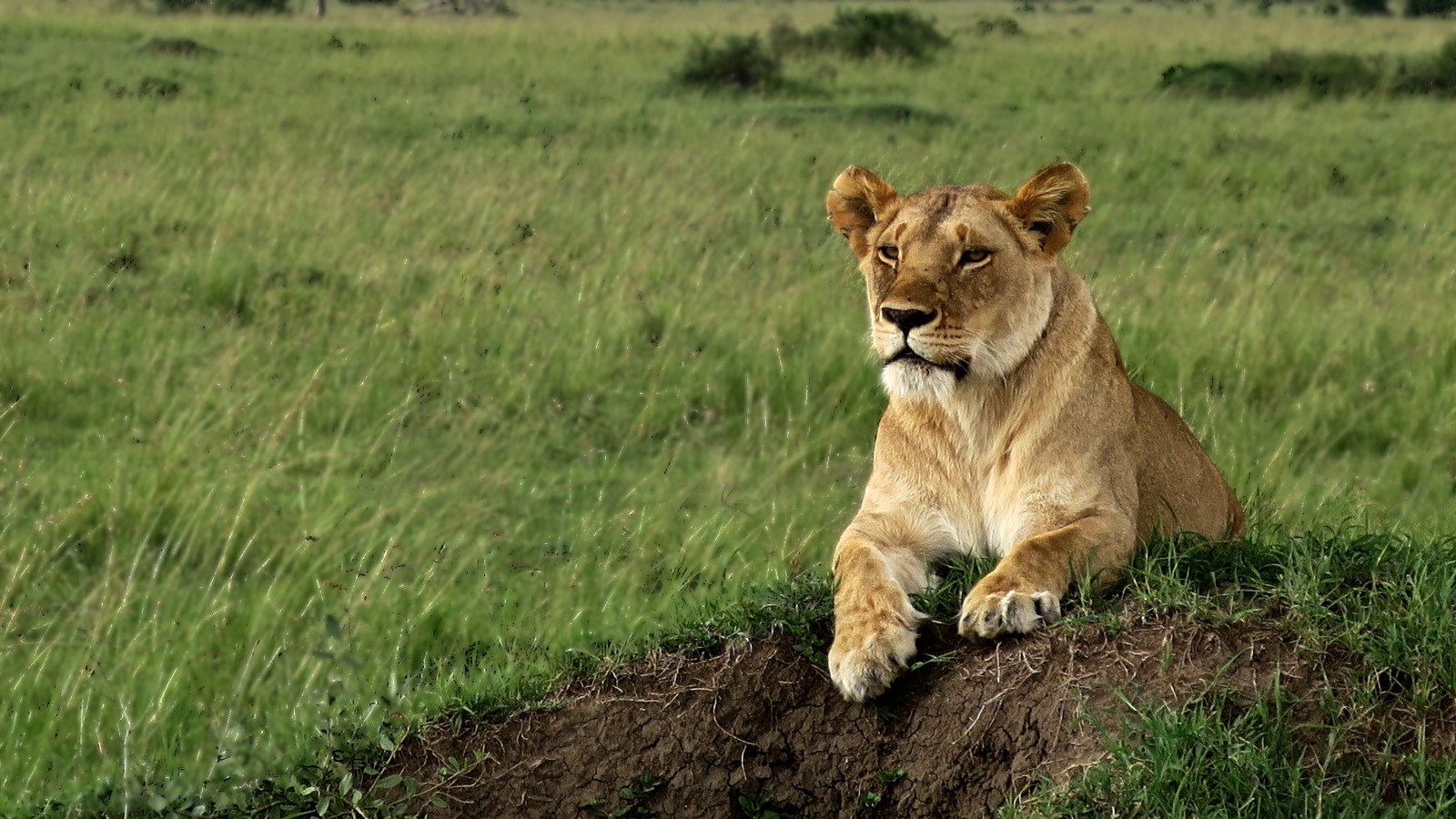 Ngorongoro Crater lion pride