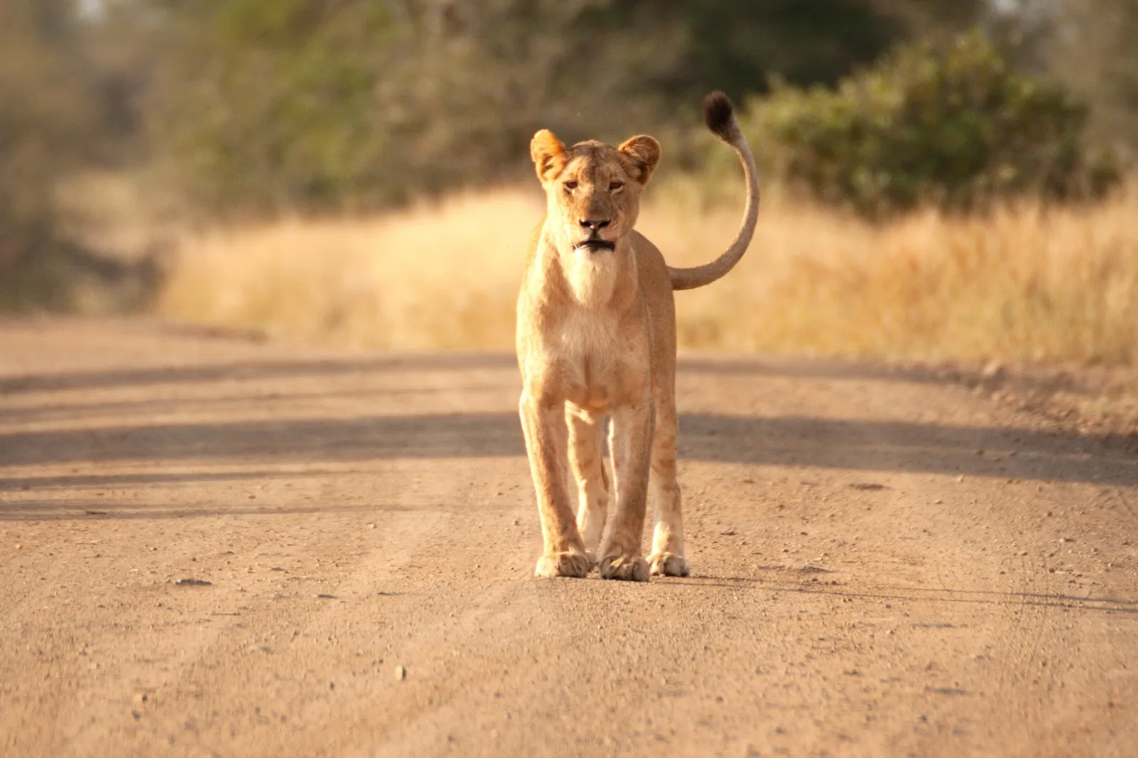 Ngorongoro Serengeti Tarangire
