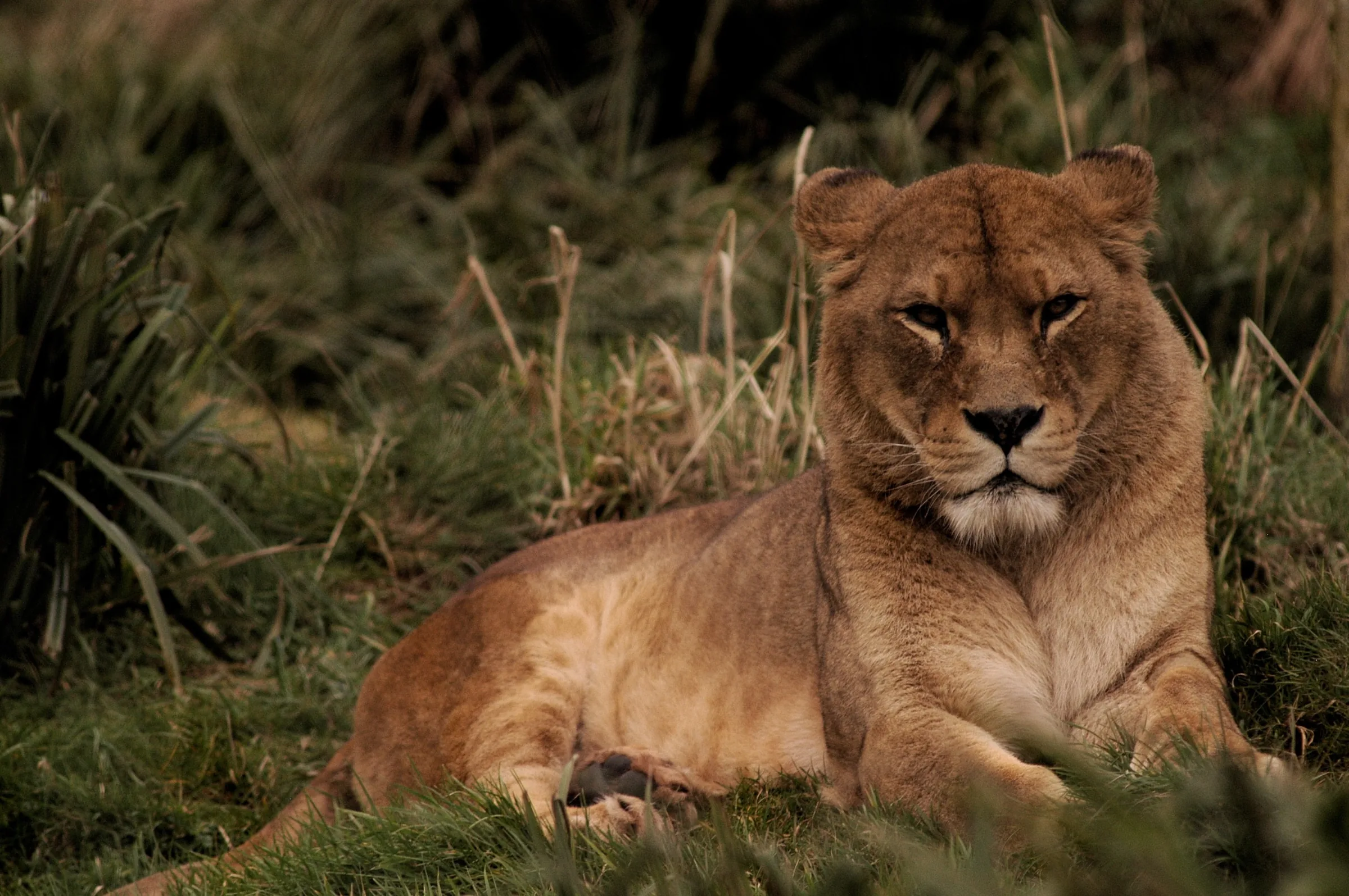 4-Day Serengeti Safari