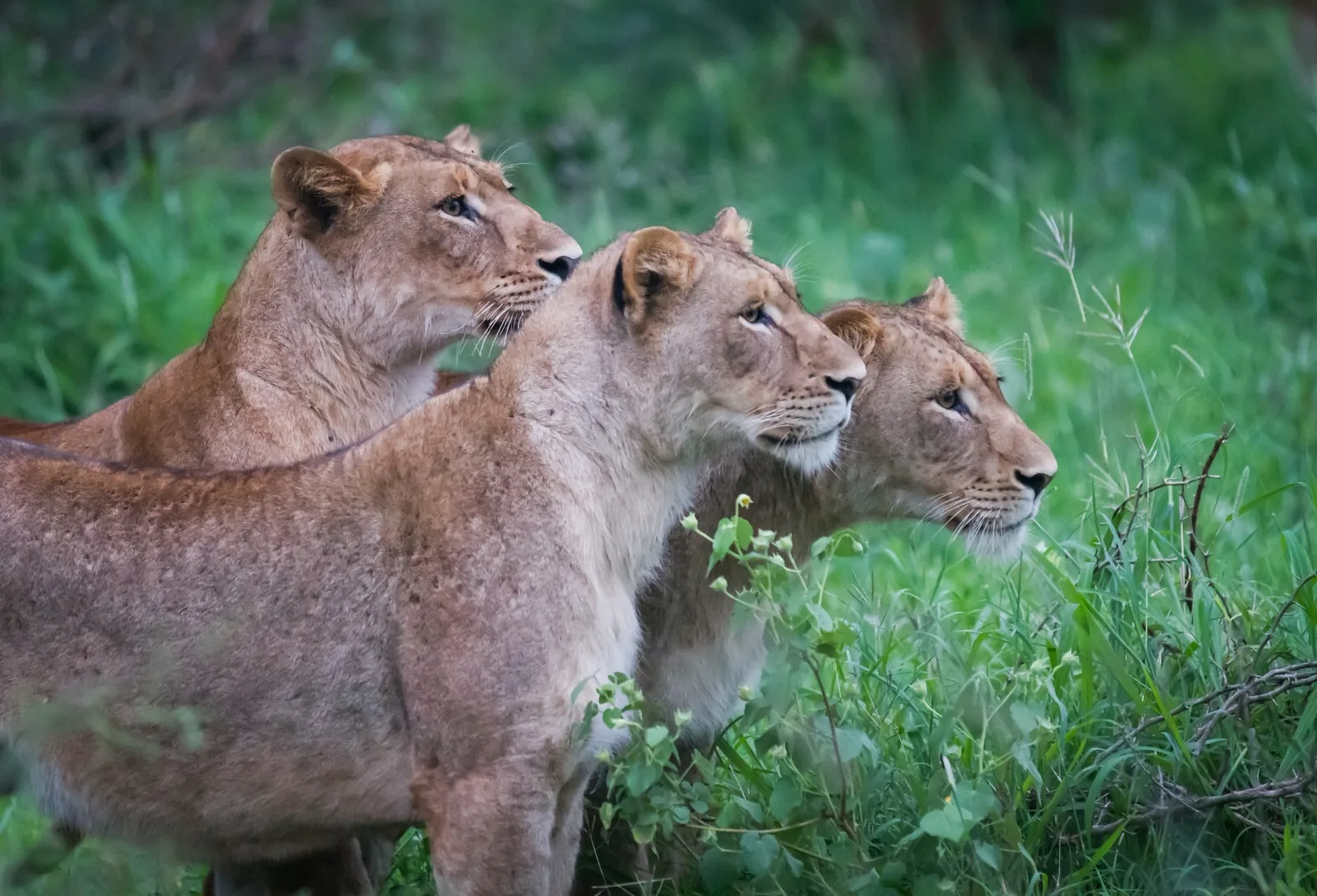 4 Days Safari of Elephants and Flamingos in Tanzania