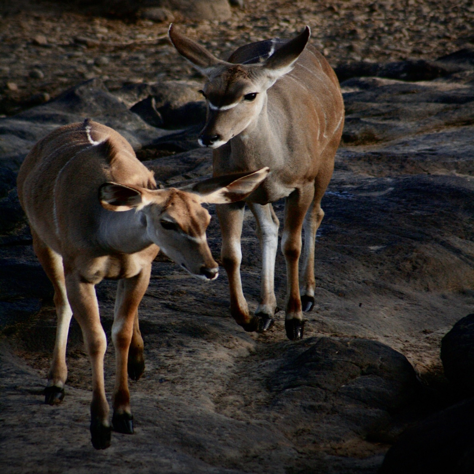 Lake Manyara National Park