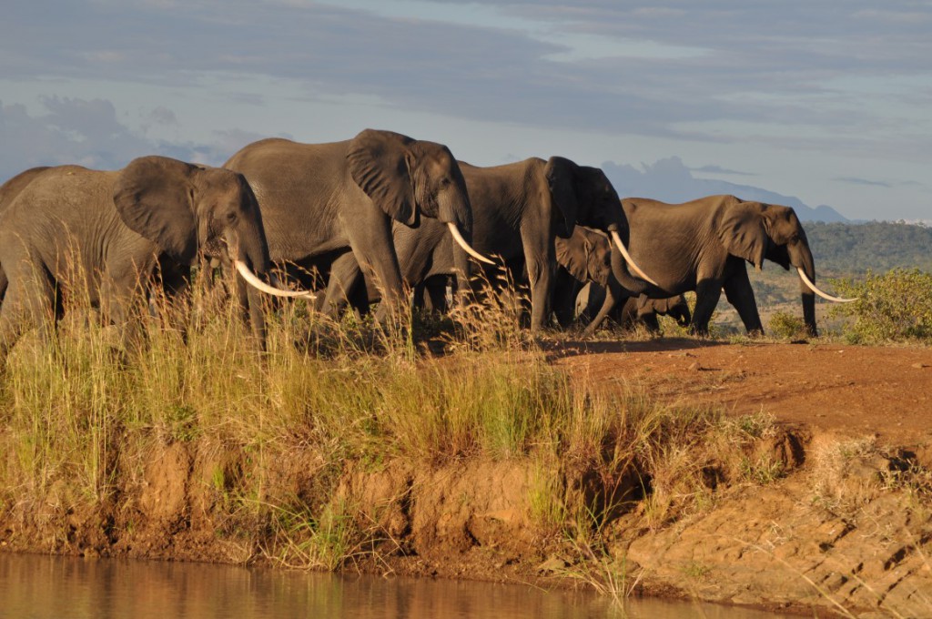 Flamingo flocks on Lake Manyara with escarpment backdrop