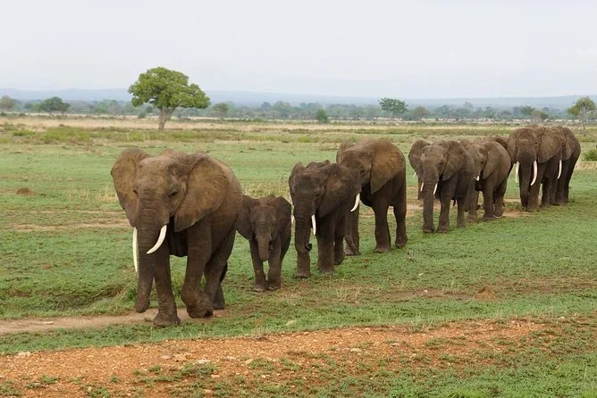 First-Time Safari