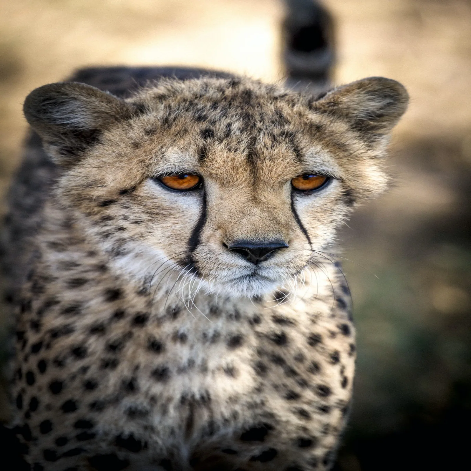 Ngorongoro Crater