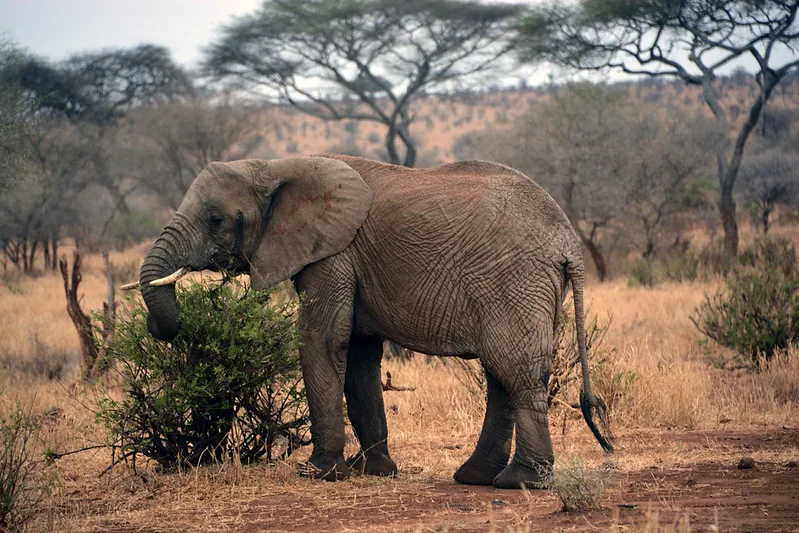 Selous