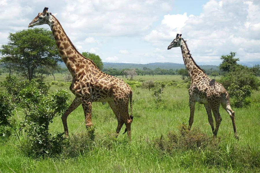 Giraffes on the plains in Tanzania