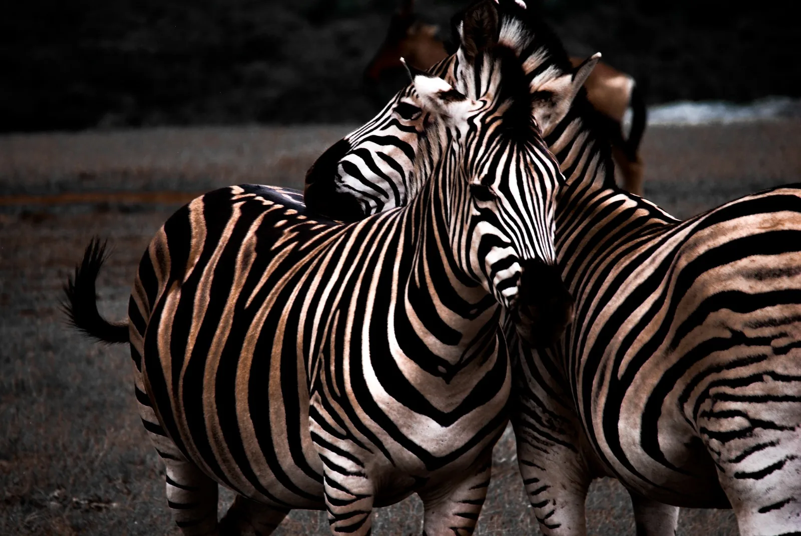 Tanzania Safari Experience