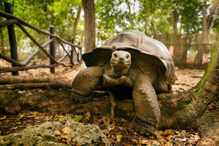 Prison Island giant tortoises
