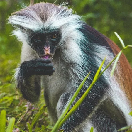 Zanzibar red colobus monkey