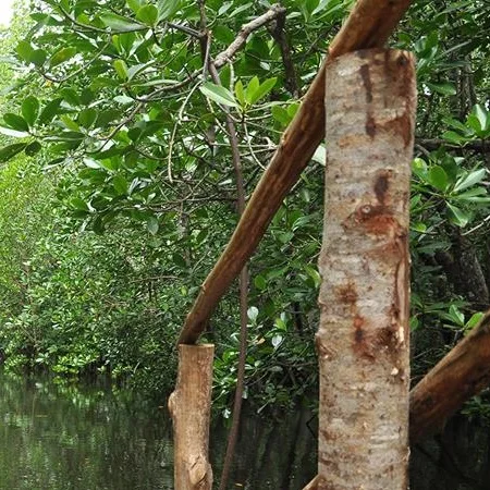 Mangrove forest in Zanzibar