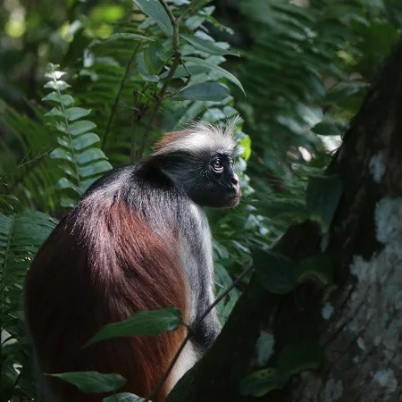 Red colobus monkey in Jozani Forest
